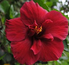 Hibiscus cannabinus Ruby Red | 10_Seeds_Tera Store - £17.29 GBP
