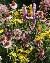 US Seller 500 Seeds Native Flower Mix For Monarchs W/ Milkweed Butterflies - £7.96 GBP