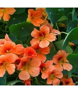 HS Nasturtium Vesuvius 15 Seeds  - £4.58 GBP