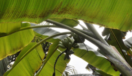 5 Pc Seeds Hardy Banana Plant, Musa itinerans Burmese Blue Seeds | RK - £15.05 GBP