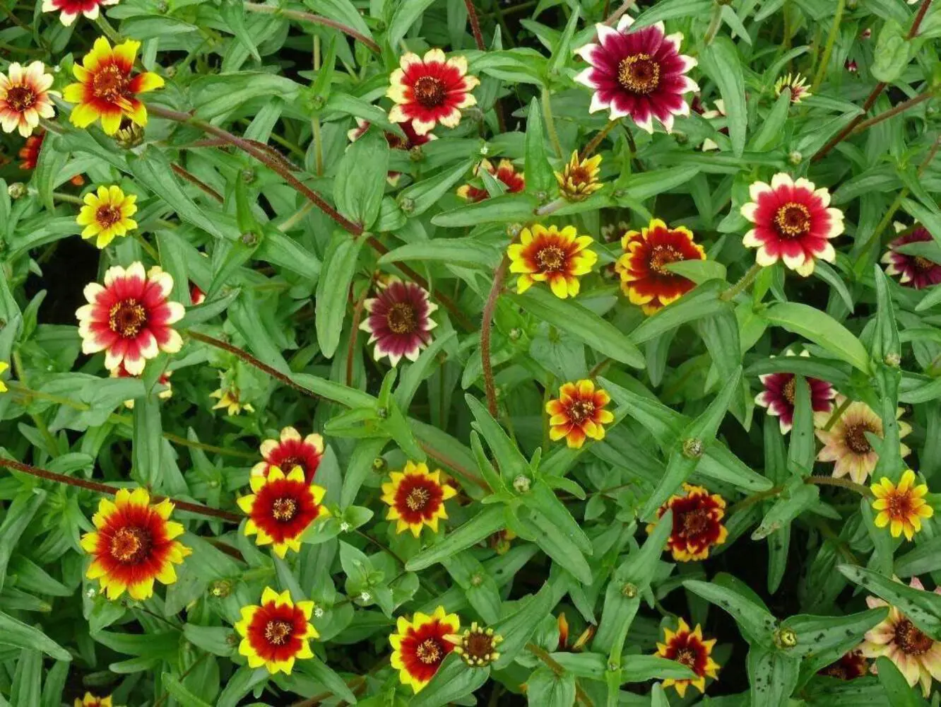 75 Mixed Colors Persian Carpet Zinnia Zinnia Haageana Flower Seeds Usa Seller - £8.36 GBP