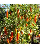 Peruvian Aji Amarillo Seeds, 5 Premium Hot Pepper Seeds for Planting, Id... - £5.59 GBP