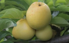 VP Nehou Apple for Garden Planting USA  25+ Seeds - $8.22