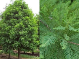 &quot;Bareroot Seedling&quot; 1-2 Feet Tall Bald Cypress Tree ( Taxodium ) Dormant - £34.51 GBP