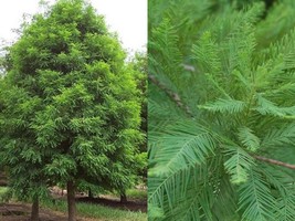 &quot;Bareroot Seedling&quot; 1-2 Feet Tall Bald Cypress Tree ( Taxodium ) Dormant - $43.98