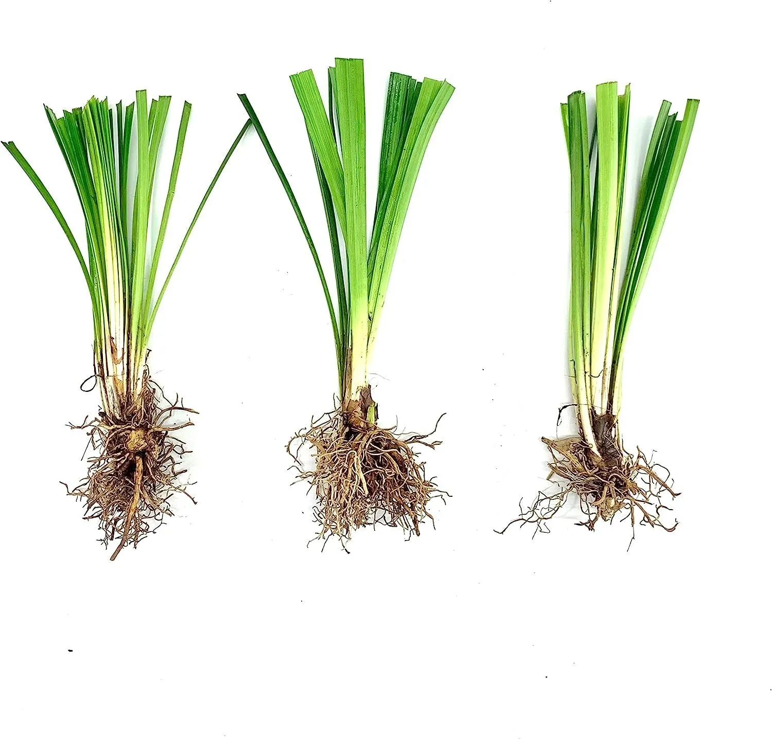 Super Blue Liriope Muscari 100 Bare Root Plants Ground Cover Grass - £127.35 GBP