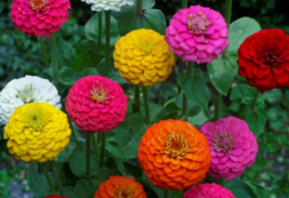 TISSS 50 Lilliput Zinnia Seeds Mix, Zinnia Elegans, Non GMO Colorful USA Seller - £6.26 GBP