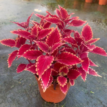 New Fresh Jin Fenghuang Series Coleus Seeds Stunning Magenta Leaves With... - $5.19