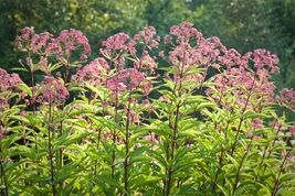 Fresh Joe Pye Weed Seeds Butterflies &amp; Hummingbirds Trumpet Weed - $4.00