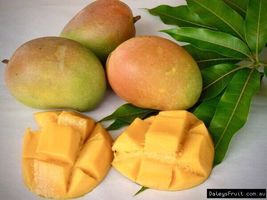Grafted Mango (manglifera) Tropical Fruit Tree Plant Kesington 1’-2’ feet - £104.29 GBP