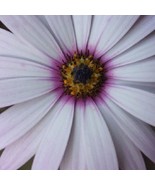 20 Lavender Frost Osteospermum Perennial Flower Seeds Gardening USA Ship... - $10.00