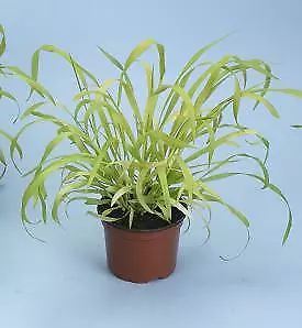 Milium effusum aureum Flashlights 250 seeds - £41.04 GBP