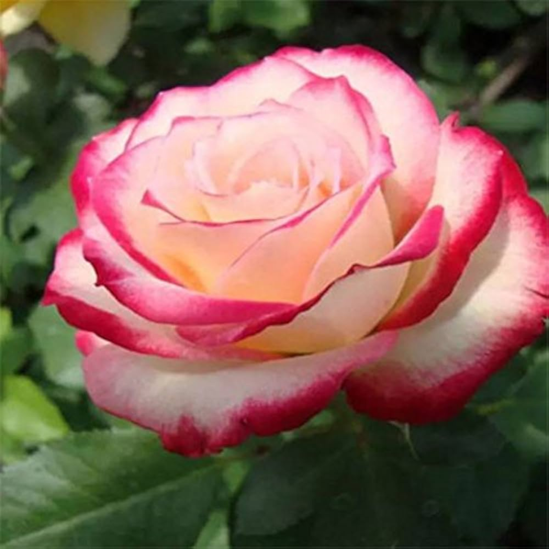 houseplant potting mix Purived Premium Houseplant Potting Mix 4 qts