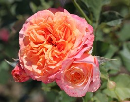 Star Rose Bush Starter Plant - Crazy Love - Ships Without Pot - Gardening - $70.00