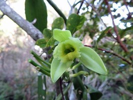 SKMO Vanilla Planifolia | West Indian Or Flat Plane Leafed Vanilla | 100 Seeds - £14.58 GBP