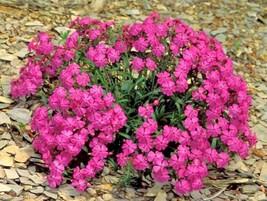 1000 Catchfly Flower Seeds None So Pretty Native Wildflower Patio Container Easy - $8.35