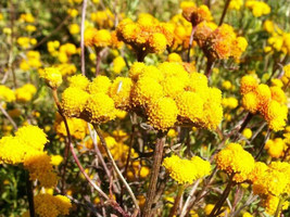 US Seller 250 Yellow Golden Ageratum Lonas Inodora Flower Seeds Fresh Seeds - $12.20