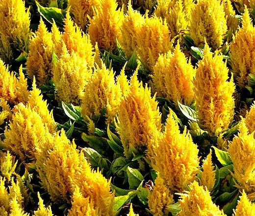 Celosia Nana Glitters Yellow Celosia Plumosa 250 Fresh Seeds - £31.85 GBP