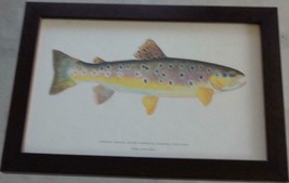 Artwork Print – Brown Trout – River Tarrant, Dorset, England – PROFESSIONAL - £38.92 GBP