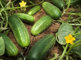 20 Wisconsin Cucumber Seeds Pickling Fresh Seeds USA - $16.00