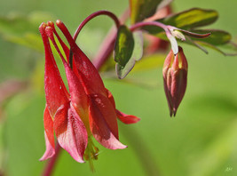 Columbine Wild Red Canadian 100 Seeds Gardening USA SHIPPING - $8.50