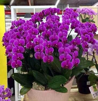 Rare Orchid Man Flowers Monkey Orchid Perennial Indoor Flowers Color: 3 - $16.99
