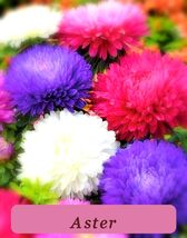 Aster Seeds Rare Variety Powder Puff Mix Non-Gmo 300+ Seeds - $55.30 MXN
