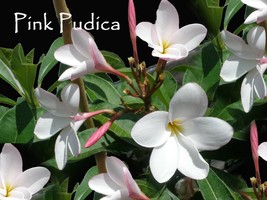 5 Semi-Dwarf Pink Pudica Plumeria cuttings - $50.00