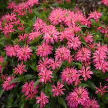 100 Lady Pink Bee Balm Seeds Flowers Seed Bloom Hummingbird Flower Seeds Fresh U - £8.61 GBP