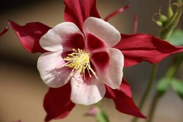 New Fresh Seeds 25 Crimson Star Columbine Red White Mckanas Giant Aquilegia Flow - $17.60