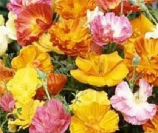 500 Poppy Seeds Ballerina Mix Flower Seeds Fresh New - $12.00