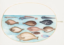 14188.Decor Poster.Room wall art design.Renaissance nature drawing.Ocean fish - £12.74 GBP+