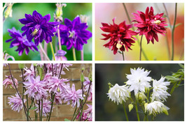 100 Mixed Tall Double Columbine Aquilegia Vulgaris Red Pink Purple Flowe... - $14.20