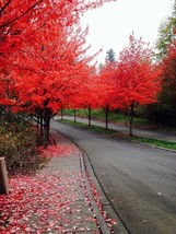 Fast Growing Tree 45 Seeds Red Maple (Acer Rubrum) Free Shipping - £3.60 GBP