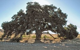 HSeeds Coast Live Oak, California Live Oak - 3 Seedlings - Usa Seller - £15.27 GBP