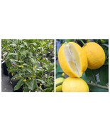 LISBON LEMON TREE Grafted Live Plant - $177.78 CAD