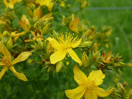 Saint Johns Wort Great Yellow Flower St. 700 Seeds Fresh Seeds Gardening USA - £7.93 GBP