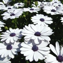 50 Seeds White African Cape Daisy Dimorphotheca Sinuata Flower - £13.62 GBP