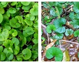 2000 Seeds DICHONDRA Repens aka Lawn Leaf Flower Evergreen Ground Cover - $26.93