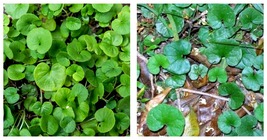 2000 Seeds DICHONDRA Repens aka Lawn Leaf Flower Evergreen Ground Cover - £21.59 GBP
