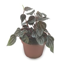 Peperomia Turboensis, 4 inch, Rare Dark Pep, Unique Homegrown Exclusive - £11.72 GBP