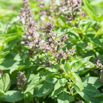 Basil- Thai-Siam Queen- 100 Seeds Fresh Garden Usa Seller - £5.38 GBP