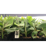 Goldfinger Dwarf Banana Plant - Live Plant - FHIA-01  - $27.12 CAD