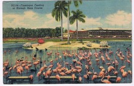 Florida Postcard Hialeah Race Course Flamingoes Feeding - £2.34 GBP