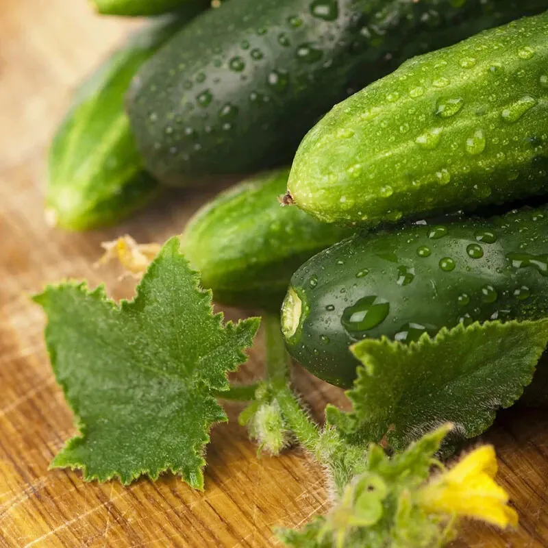 50 Long Green Cucumber Seeds Improved Gourmet Non-GMO - £6.55 GBP