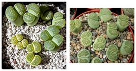 Lithops C56A Succulents Garden Plants Seeds 300 Seeds - £21.32 GBP