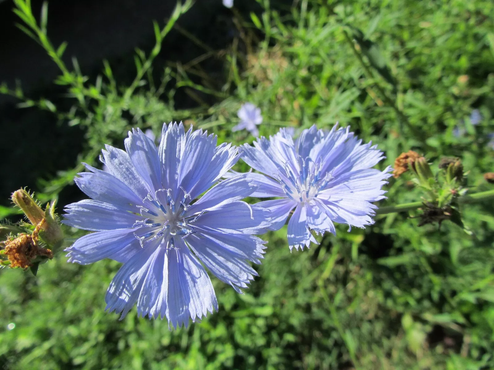 1 Plant Organic Chicory - Cichorium Intybus Perennial Bare Root Live Plant - £21.76 GBP