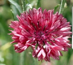 Bachelor Button Red Flower Seeds - $8.99