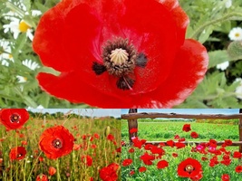 2001+Red CORN Field POPPY Flower Native Wildflower Easy Seeds Garden Container  - £10.41 GBP