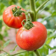 Garden Store 45 Ponderosa Red Tomato Seeds High Germination Non Gmo - $8.59